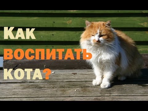 КАК ВОСПИТАТЬ КОТА?//Славная охота Рыжика.