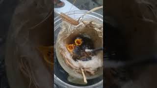 Lulohan Burung Cici Padi Kepala Merah budiluhurbirdshop kicaumania burungkicaudialamliar