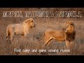 ORPEN, TAMBOTI & MAROELA Rest Camp & Game Viewing Review | Kruger National Park Accommodation #5