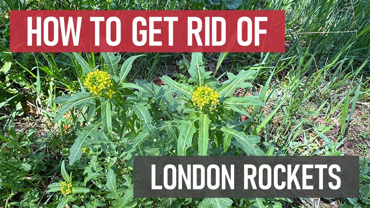 how-to-get-rid-of-london-rockets-diy-weed-management-youtube