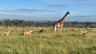 ฝูงสิงโตบุกซุ่มโจมตีกลางพุ่มไม้ วัวแม่รวมพลังช่วยลูก เกมล่าระทึกสะวันนา นาทีชีวิตตัดสินชะตา screenshot 3