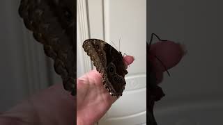 Famous Stunning Butterfly Close-Up on Flowers Wealth