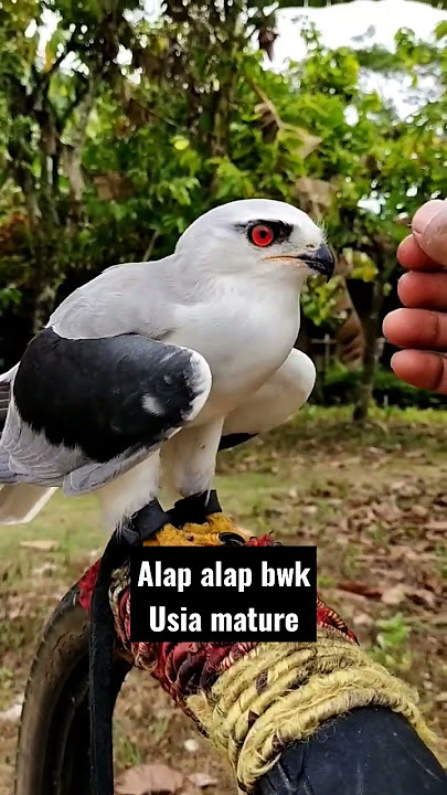 Alap alap bwk usia mature/dewasa #shorts #short #shortvideo