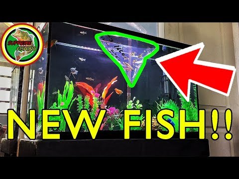 Adding 16 NEW Fish To My 30 Gallon Freshwater Aquarium!!! (Building My Community Fish Tank)