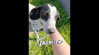 🤗Love Jasmine is so Excited - She has a Forever Home❤️