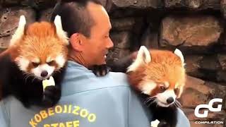 Ailurus Fulgens Red Panda Cute Moments