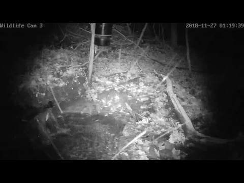 webcamera stegna Live Deer & Wildlife Webcam 3