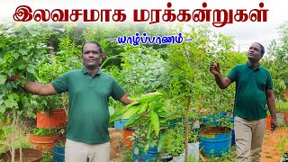 யாழ்ப்பாணத்தில் இலவச மரக்கன்று தோட்டம் | அதீத காதல் மரங்களில் மட்டும் | Tree Farm in Jaffna