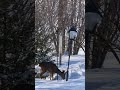 A roe deer is feasting on bird seeds in a snowy garden #shorts #garden #winter #snow  #nature #deer