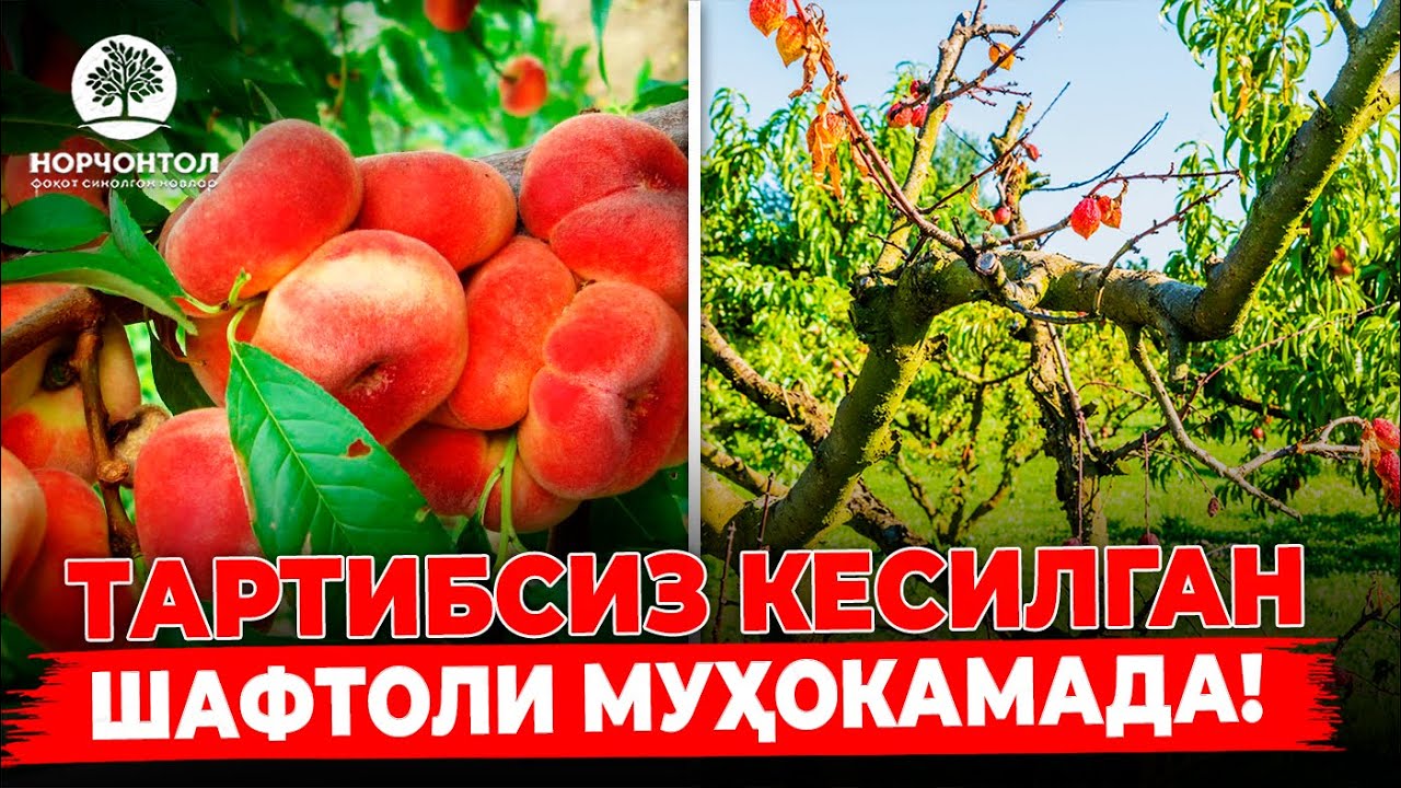 ШАФТОЛИНИ ХАТО КЕСИШ ОҚИБАТЛАРИ! | ШУҲРАТ АБРОРОВ  #shuhratabrorov #shaftoli #uzbekistan