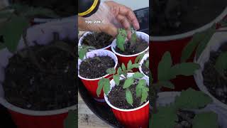 Up-Potting Seedlings: Boost Your Garden Growth! 🌱🍅 #Shorts
