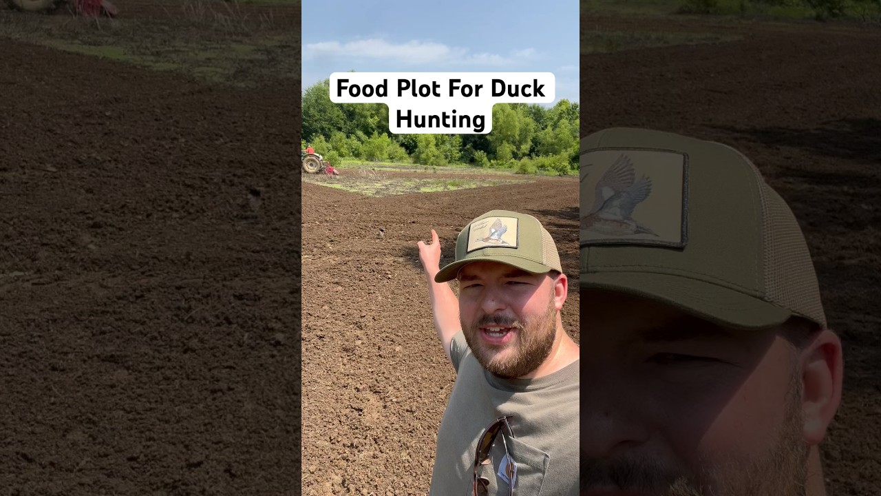 Охота на уток: как посадить кормовой участок