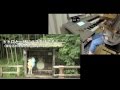 組曲「となりのトトロ」より 〜さんぽ〜ねこバス〜となりのトトロ メドレー/ エレクトーン演奏