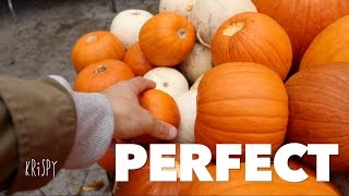 PICKING THE PERFECT PUMPKIN