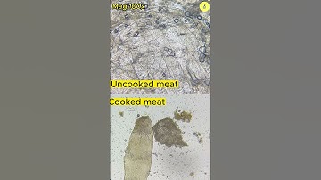 Meat under the microscope | TULO - Microscope #shorts #bacteria #microscope #meat