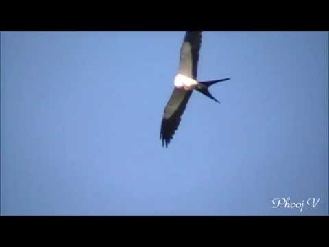 Swallow-tailed Kite eating a Frog in the air 