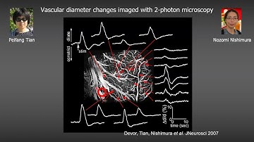 Day 4 Anna Devor: Neuronal Specificity of Hemodynamics and Neurovascular Coupling: What is Known?