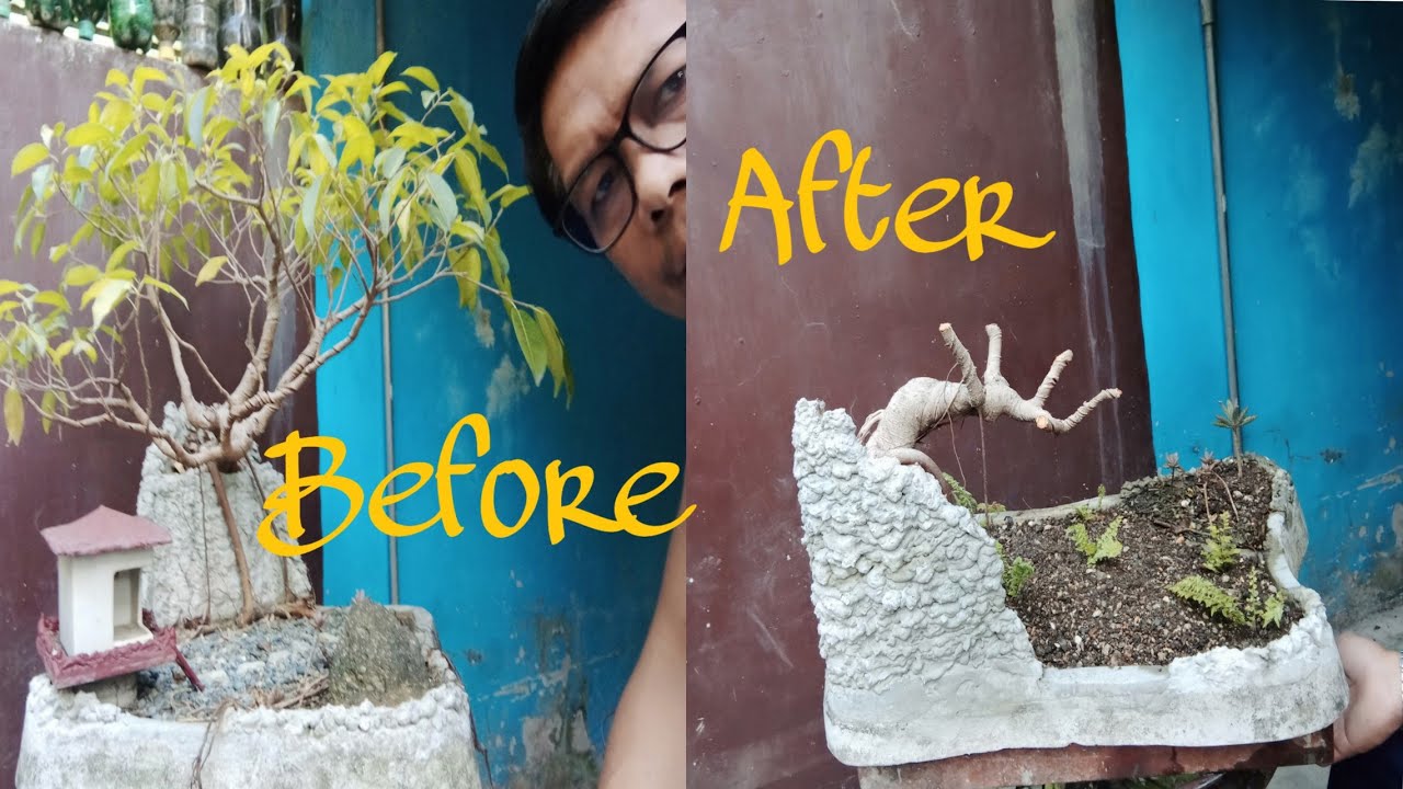 Pruning, Landscaping of Bonsai Red Ficus/Red Balete - YouTube Pruning, Landscaping of Bonsai Red Ficus/Red Balete - YouTube