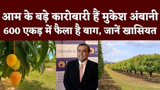 Mango बेचकर तगड़ी कमाई करते हैं Mukesh Ambani, 600 एकड़ में फैला है Jamnagr में उनका बाग