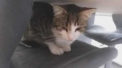 The cats to care 18.8. 😻