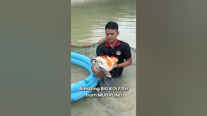 Amazing Big Koi Fish harvested from mud pond !!! #koi #koifish #nishikigoi #koifarm