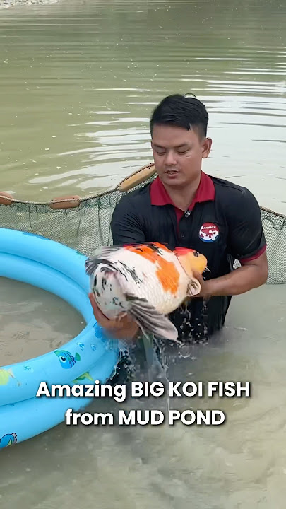 Amazing Big Koi Fish harvested from mud pond !!! #koi #koifish #nishikigoi #koifarm