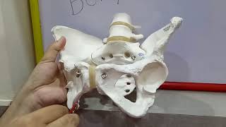 BONY PELVIS PART-2 - BY DR MITESH DAVE