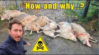 Liver Fluke Lessons Learned!  #sheep #farming #farmlife
