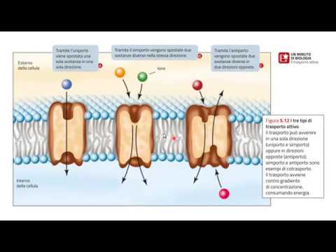 Il trasporto delle sostanze tramite la membrana cellulare