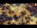 Natural environment for opae ula anchialine pools in maui hawaii halocaridina rubra