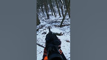 WILD BOAR SHOOTING / HUNTING 🐗 #hunting #wildboar #shorts #caccia #chasse #hog #hunter