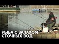 Тысячи литров сточных вод ежегодно попадают в водоёмы столицы Сербии