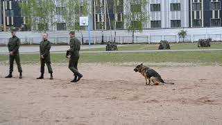 Собака по запаху определяет кому принадлежит предмет Собака по запаху определяет кому принадлежит предмет