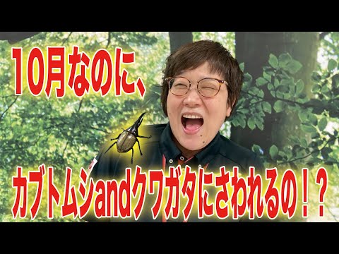 10月なのにカブトムシandクワガタにさわれるの 宮交シティ昆虫強化月間はつづく