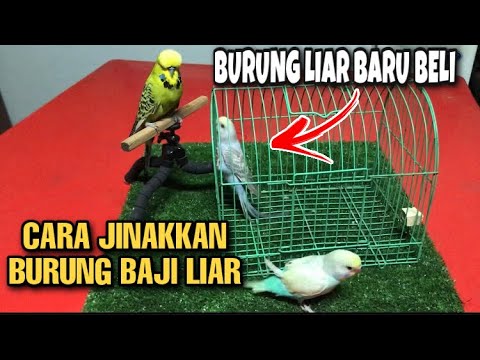 Video: Cara Menjinakkan Budgerigar Dewasa