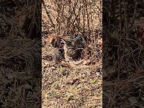 매복해 있는 숨은 길고양이 찾기 - cat 🐈