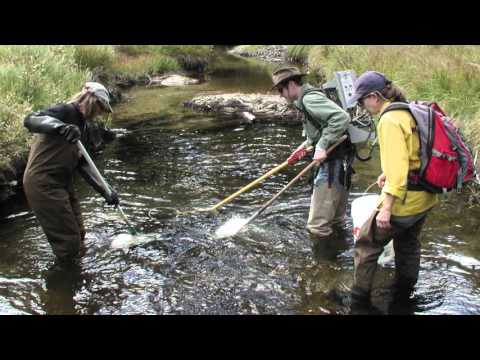 Meet Dr. Dan Isaak, Fisheries Research Scientist