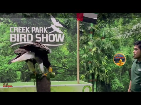 Dubai Dolphinarium Exotic Bird Show  ll Creek Park Bird show at Dubai UAE