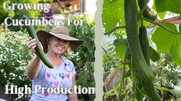 Cucumber Tips for High Productivity | Fertilizing Cucumbers