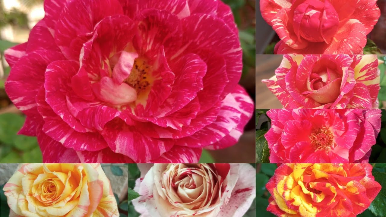 Stripe Color Roses TOP 20 VARIETIES OF MY STRIPED ROSES - YouTube