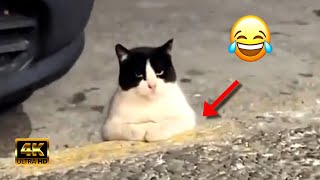 Cat Adventures Laugh Out Loud😹 Very Very Funny Cat Moments 2024😂