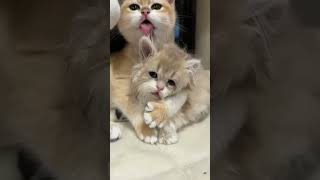 Funny Animals 🤣 Funniest Cat and Dog Videos 😹🐶 #93