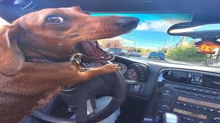 Funny Animals 🤣 Funniest Cat and Dog Videos 😹🐶 #93