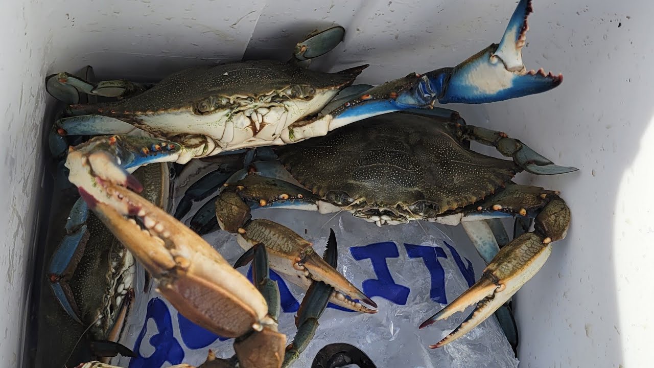 Crabbing with inexpensive traps. Anyone can do it.