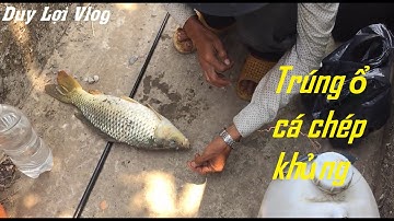 Câu cá sông Tiền. Trúng ổ cá chép, cá trê sông. A Phương dính cá chép khủng | Duy Lợi Vlog