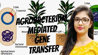 Agrobacterium mediated Gene  transfer in plants