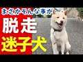 愛犬が散歩中にまさかの脱走寸前!?その理由が予想外すぎる