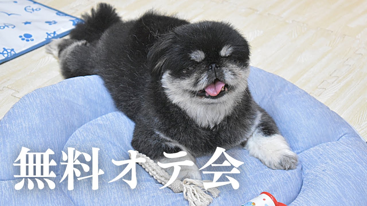 ペキニーズ 無料オテ会開催の巻 Pekingese Performed The Paw For Free Youtube