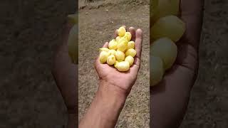 #apna Desi Daru ka jugaad#mahua#🍻🥃🥂