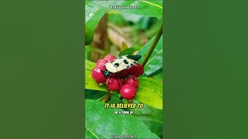 This Bug Has A Human Face!